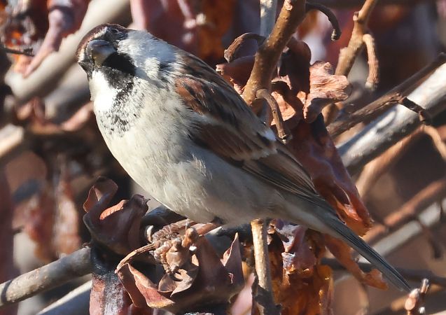 Ibrido Passera d’Italia x europea  - Horand Maier