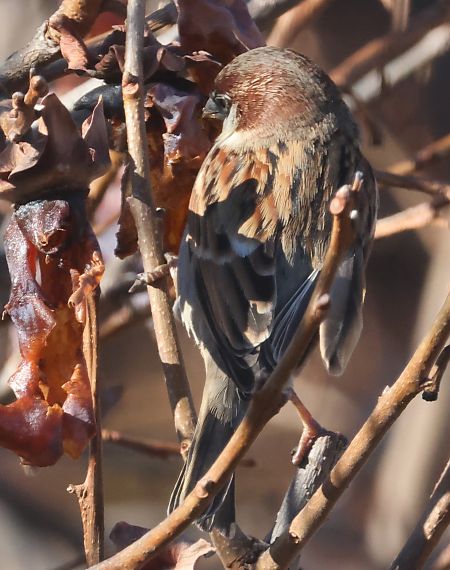 Ibrido Passera d’Italia x europea  - Horand Maier