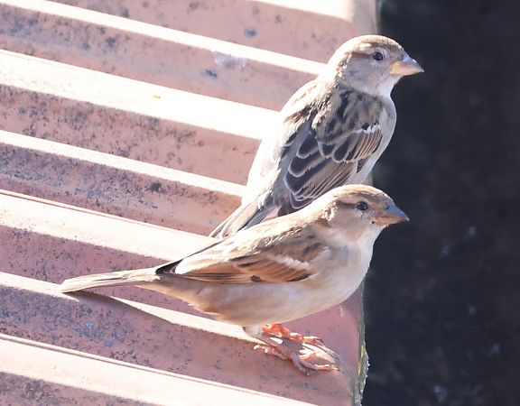 Passera d'Italia  - Horand Maier