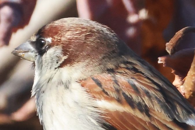 Ibrido Passera d’Italia x europea  - Horand Maier