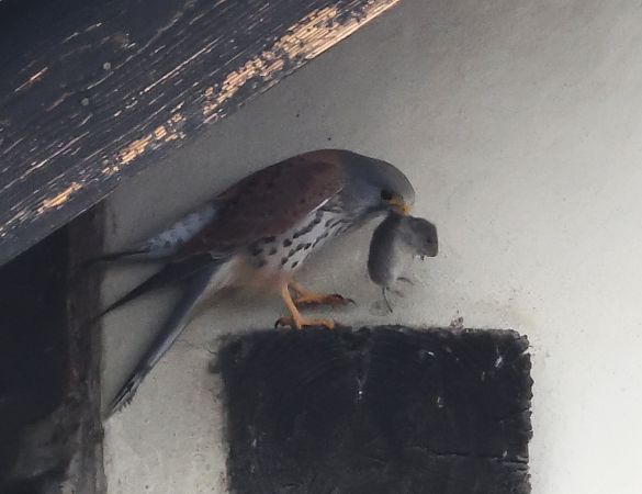 Gheppio  - Horand Maier