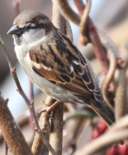 Passera oltremontana  - Horand Maier