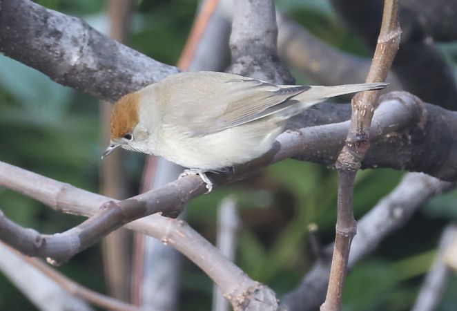 Capinera  - Horand Maier