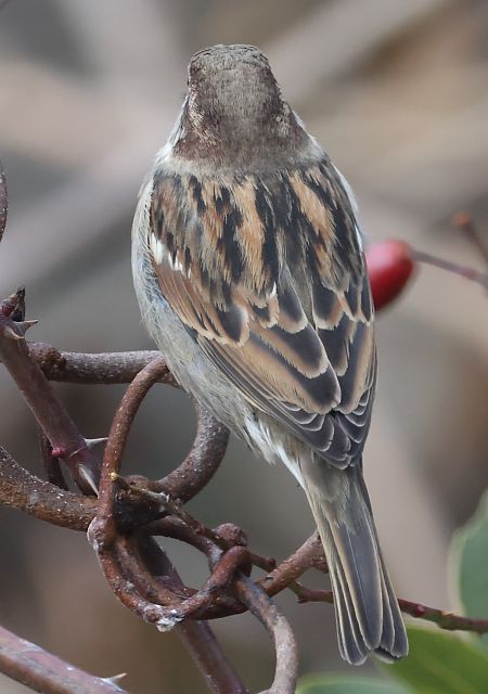 Passera oltremontana  - Horand Maier