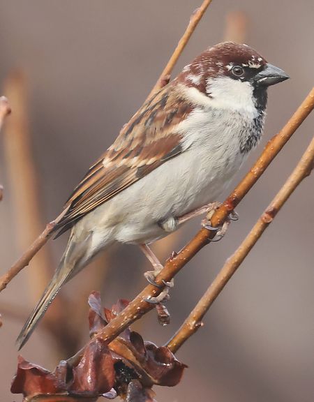 Passera d'Italia  - Horand Maier