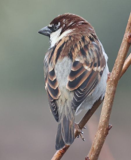 Passera d'Italia  - Horand Maier