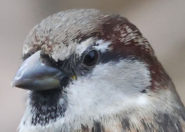 Passera oltremontana  - Horand Maier