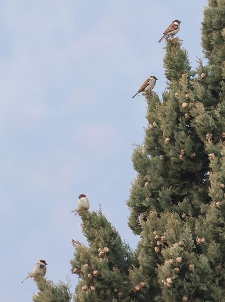 Italiensperling  - Horand Maier