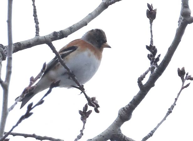 Peppola  - Horand Maier