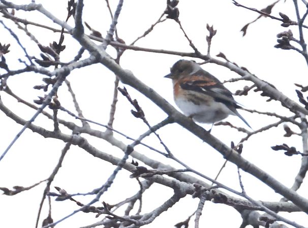 Bergfink  - Horand Maier