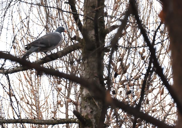 Ringeltaube  - Horand Maier