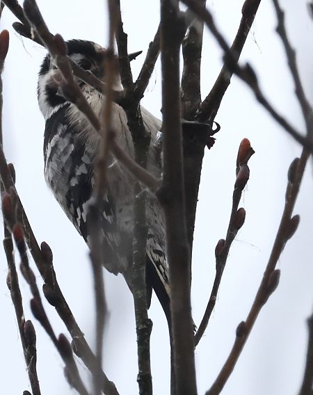 Picchio rosso minore  - Horand Maier