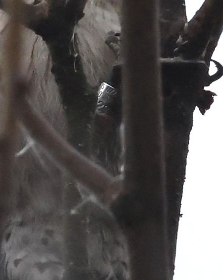 Picchio rosso minore  - Horand Maier