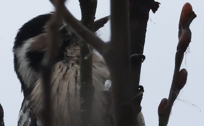 Picchio rosso minore  - Horand Maier