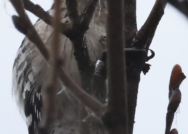 Picchio rosso minore  - Horand Maier