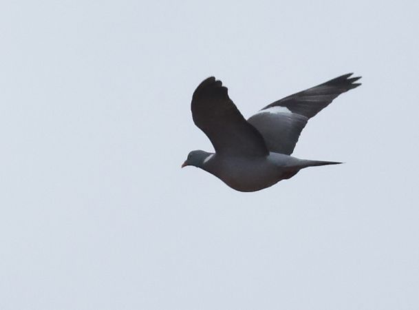 Colombaccio  - Horand Maier