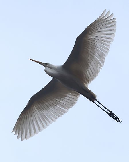 Airone bianco  - Horand Maier