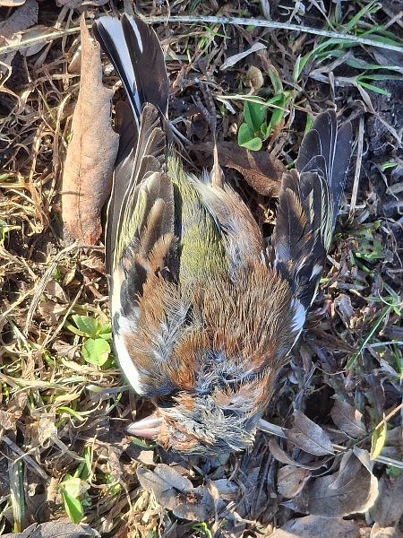 Fringuello  - Horand Maier