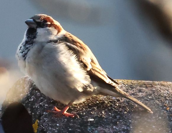 Ibrido Passera d’Italia x europea  - Horand Maier