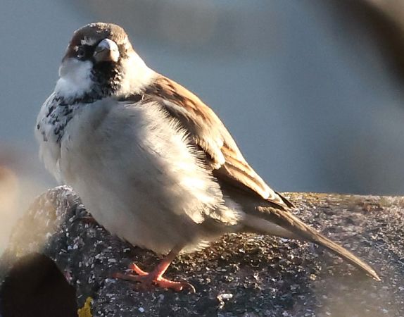 Ibrido Passera d’Italia x europea  - Horand Maier