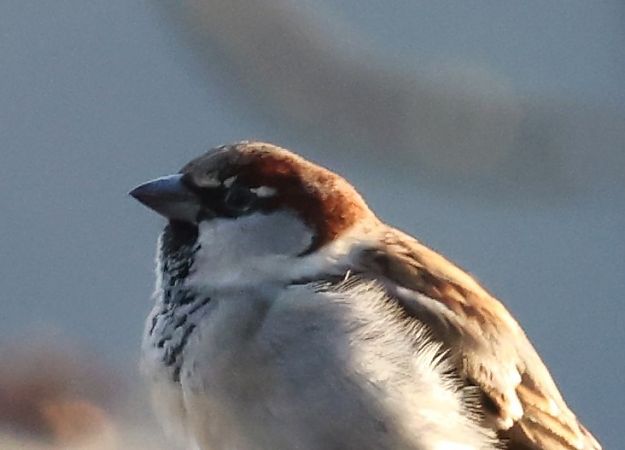 Ibrido Passera d’Italia x europea  - Horand Maier