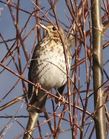 Song Thrush  - Horand Maier