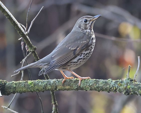 Tordo bottaccio  - Horand Maier