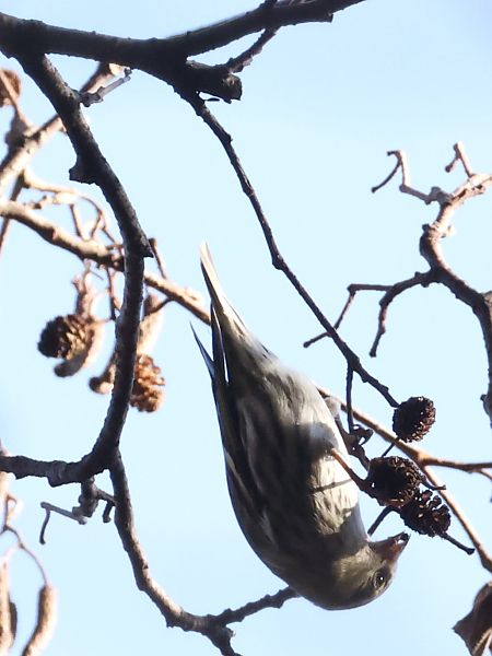 Lucherino  - Horand Maier
