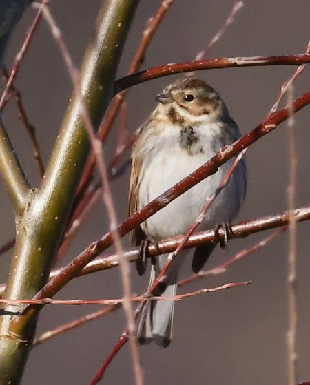 Migliarino di palude  - Horand Maier