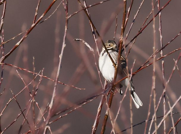 Migliarino di palude  - Horand Maier