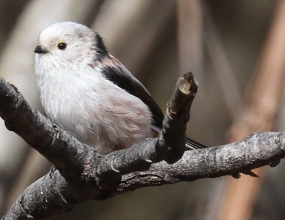 Codibugnolo  - Horand Maier