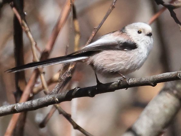 Codibugnolo  - Horand Maier