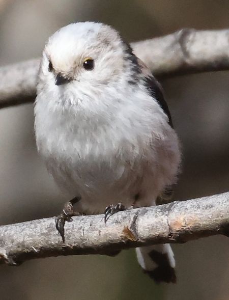 Codibugnolo  - Horand Maier