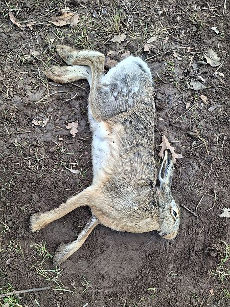 Lepre comune  - Horand Maier