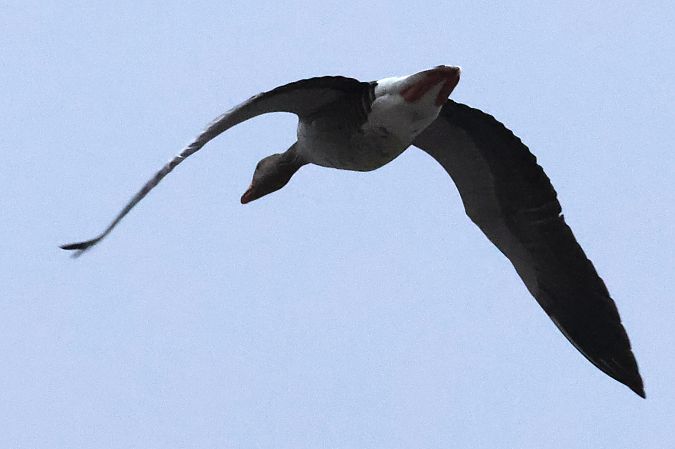 Oca selvatica occidentale / orientale  - Horand Maier