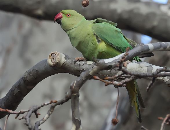 Parrocchetto dal collare  - Horand Maier