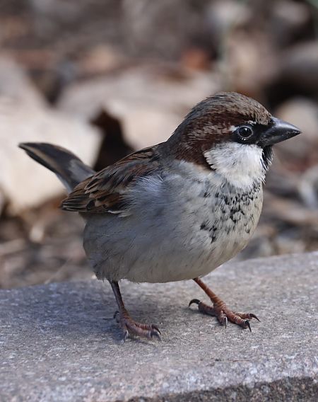 Ibrido Passera d’Italia x europea  - Horand Maier