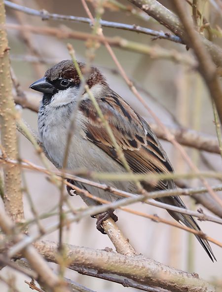 Ibrido Passera d’Italia x europea  - Horand Maier