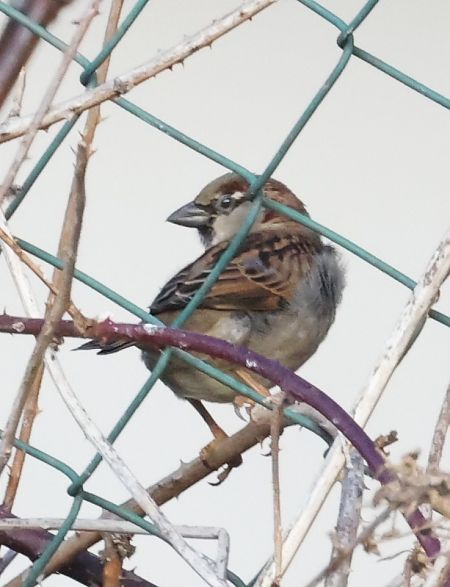 Passera oltremontana  - Horand Maier