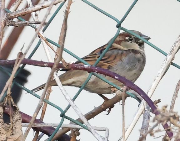 Haussperling  - Horand Maier