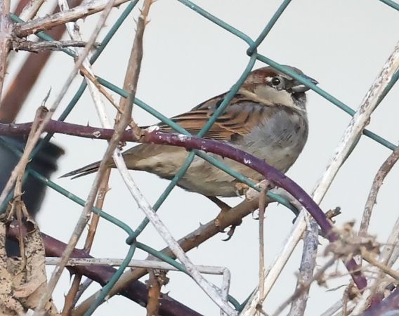 Passera oltremontana  - Horand Maier