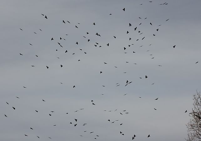 Gracchio alpino  - Horand Maier