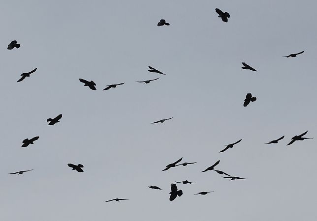 Gracchio alpino  - Horand Maier