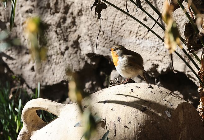 Pettirosso  - Horand Maier