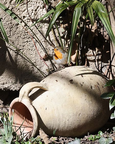 Pettirosso  - Horand Maier