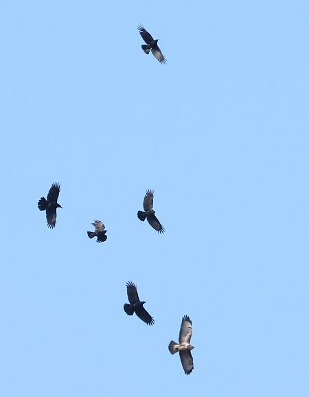 Cornacchia nera  - Horand Maier