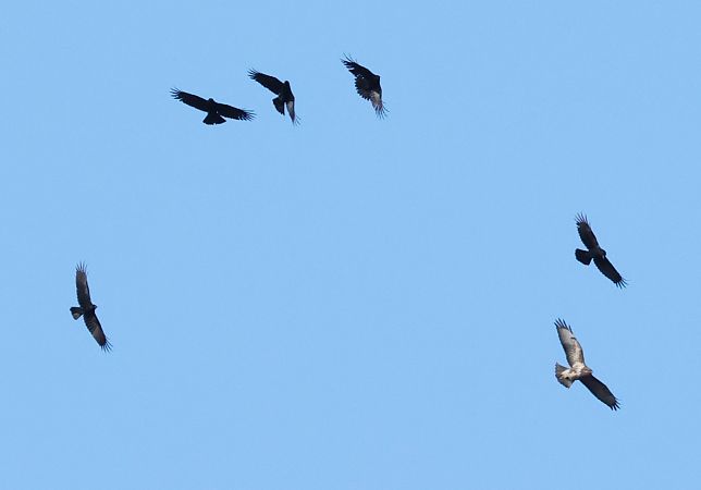 Poiana  - Horand Maier