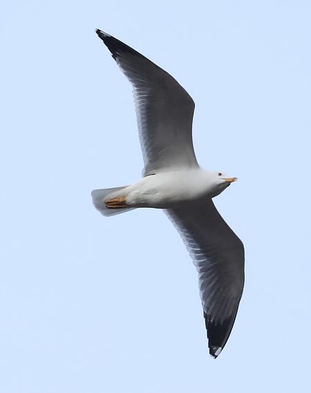 Gabbiano reale  - Horand Maier