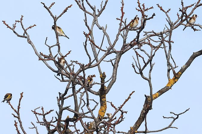 Cardellino  - Horand Maier