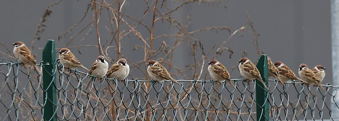 Passera mattugia  - Horand Maier